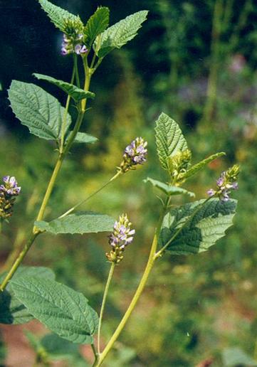 Psoralea corylifolia seeds